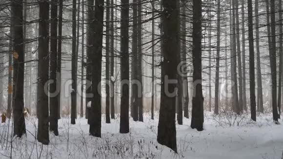 松林下大雪视频的预览图
