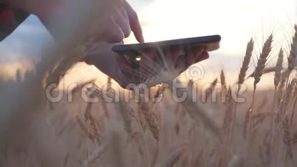 日落时分一个农民监视着小麦的收成大手慢点视频的预览图