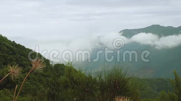 马德拉岛上布满雾的峡谷景观视频的预览图