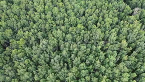 高空俯视图在绿色森林上空飞行视频的预览图