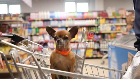 小狗坐在超市的手推车里用4K慢动作观看录像视频的预览图