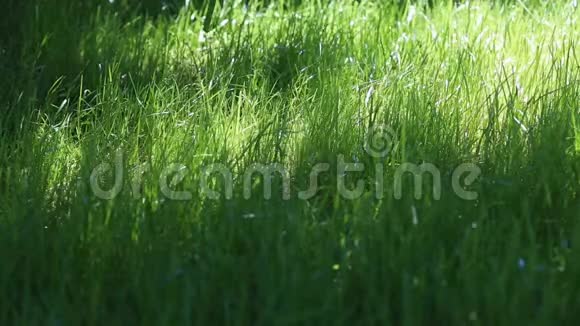 美丽的嫩绿的草地大镜头视频的预览图