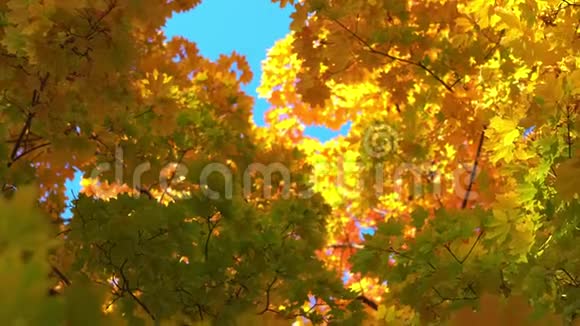 明亮的阳光深黄的枫叶视频的预览图