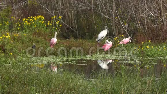 佛罗里达湿地的涉水鸟视频的预览图