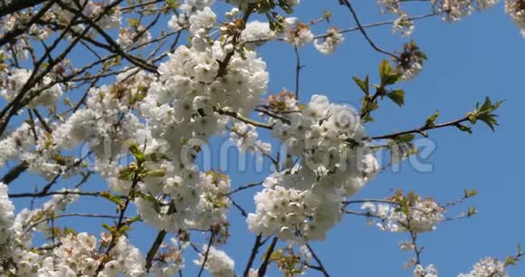 法国诺曼底的风和盛开的樱花树慢动作视频的预览图