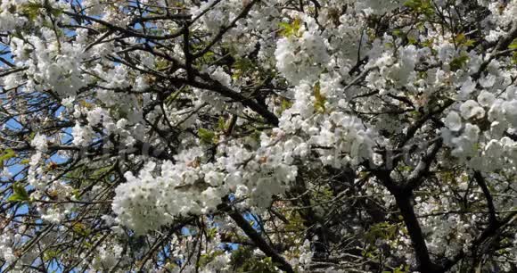 法国诺曼底的风和盛开的樱花树慢动作视频的预览图
