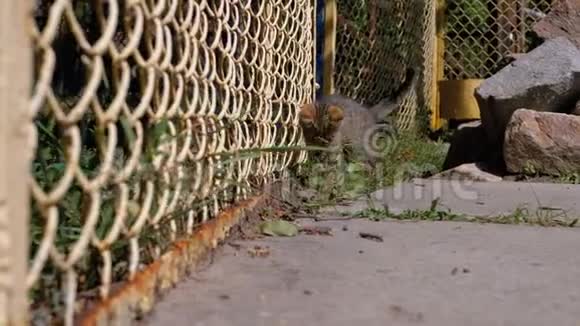 无家可归的灰色小猫正走在街上的围栏附近动作缓慢视频的预览图