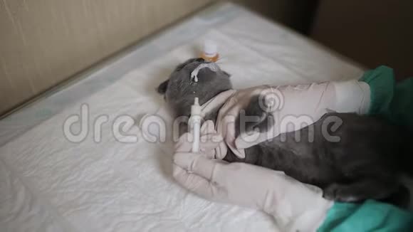 兽医诊所的护士给一只小猫的嘴里注射虫子视频的预览图
