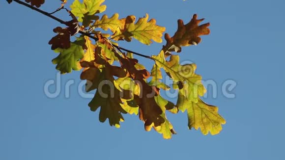 秋天的橡树枝特写在一片干净的蓝天上视频的预览图