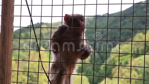 日本小猴子视频的预览图
