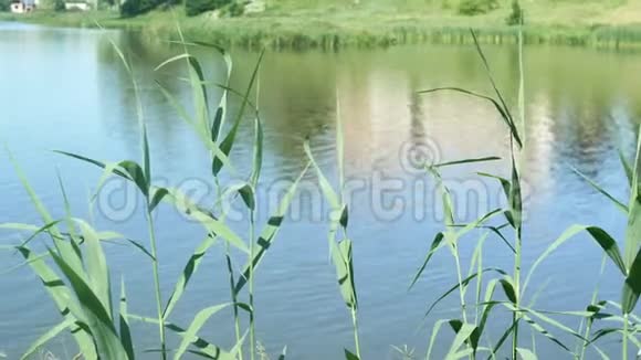湖淡水自然堡垒视频的预览图