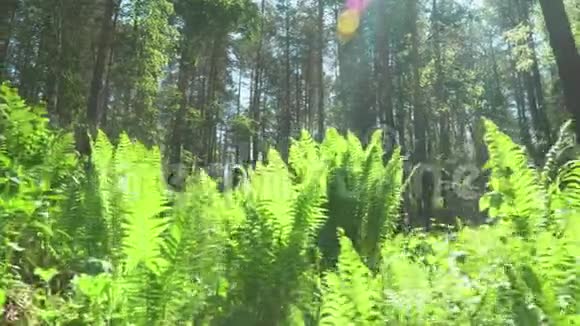 森林绿地弗恩阳光照在镜头里视频的预览图