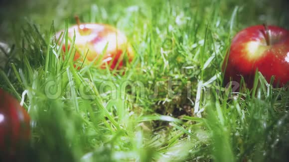 慢镜头红苹果落在草地上视频的预览图