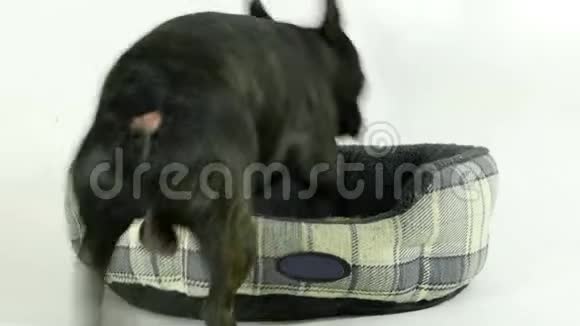 法国斗牛犬上床睡觉视频的预览图