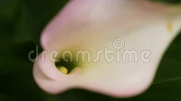 柔和的白百合花从绿色鲜叶的背景中看出来4K慢动作特写视频的预览图