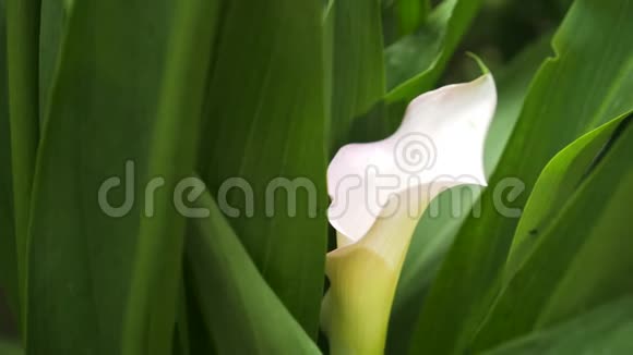 柔和的白百合花从绿色鲜叶的背景中看出来4K慢动作特写视频的预览图
