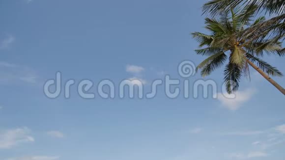 飞机在一棵棕榈树上飞过顶着一片蔚蓝的晴空视频的预览图