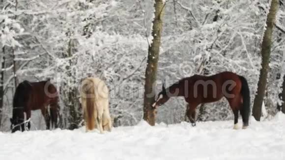 雪林中的马视频的预览图