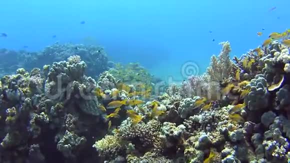热带珊瑚礁上鱼的浅滩视频的预览图