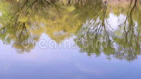 水面背景有树木反射一颗鹅卵石落入水中溅起水花视频的预览图