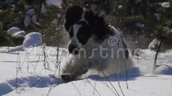 黑白在雪地上跳跃视频的预览图