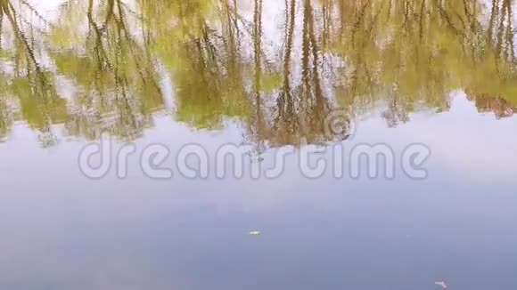 水面背景有树木反射一颗鹅卵石落入水中溅起水花视频的预览图