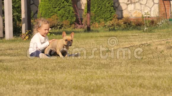 法国斗牛犬缓慢地穿过草坪视频的预览图