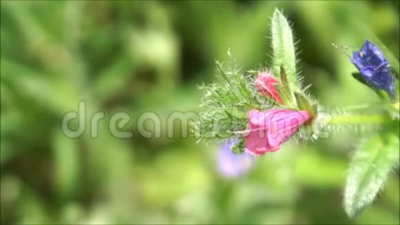 优雅的粉红色和蓝色的新鲜花朵在微风中挥舞视频的预览图