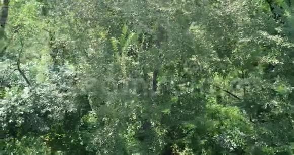 4乡村风景中飞过一片美丽的绿色森林的K航空从直升机上射击视频的预览图