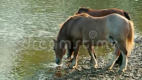 两只漂亮的马棕色在河边吃草站在岸边喝水视频的预览图