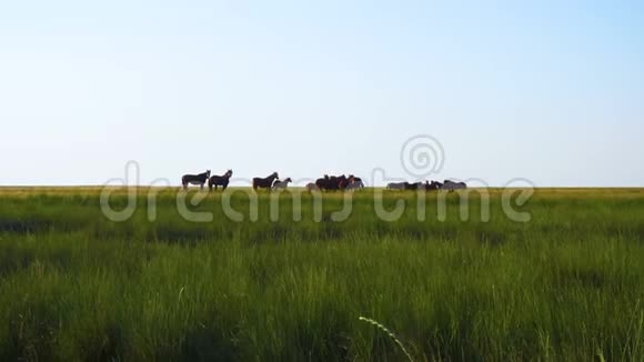 草原草甸牧场上的赫尔德马视频的预览图