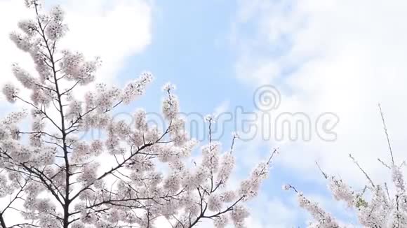 一片晴空背景一朵盛开的樱花在风中摇曳有复制空间视频的预览图