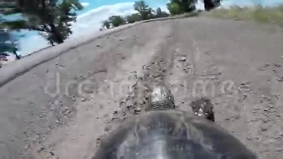 乌龟在路上视频的预览图