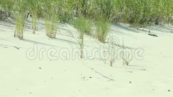 沙滩上的草视频的预览图