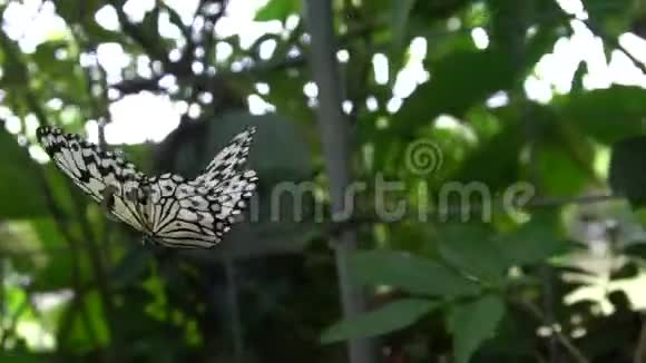 热带森林中一片叶子上的慢动作马拉巴树若虫视频的预览图