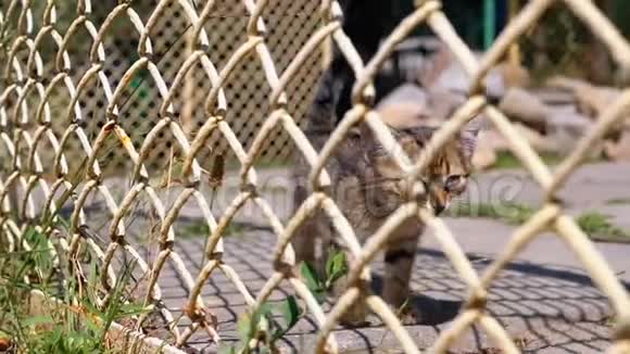 流浪的灰色小猫正在街上的篱笆边走来走去慢动作视频的预览图
