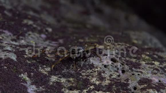 螃蟹坐在海边的岩石上吃东西视频的预览图