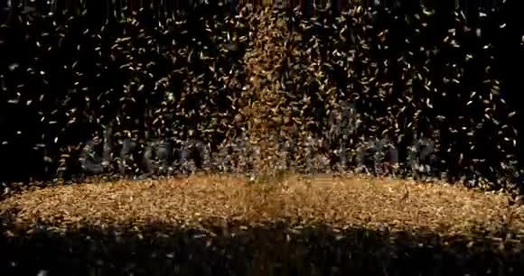 茴香种子外阴丘落在黑色背景下缓慢运动视频的预览图