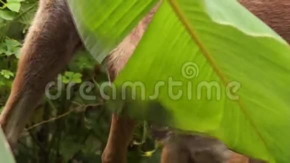 一只棕色小狗和他的母亲在后院花园里游荡视频的预览图