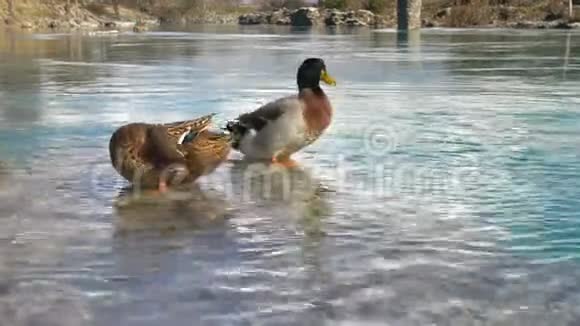 山河上的鸭子晶莹剔透的水视频的预览图