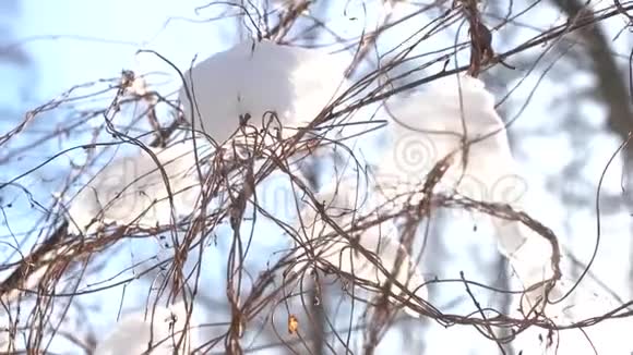 薄树枝上的雪视频的预览图