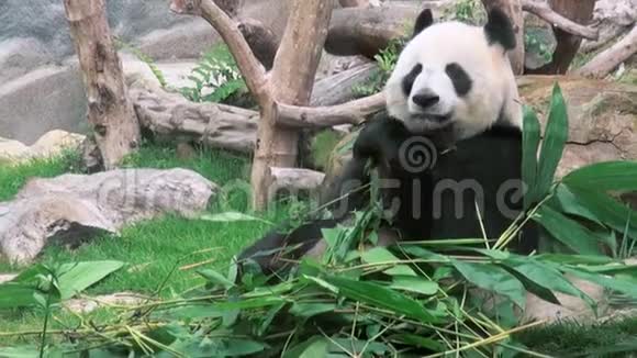 一只可爱的大熊猫吃竹子动物园视频的预览图