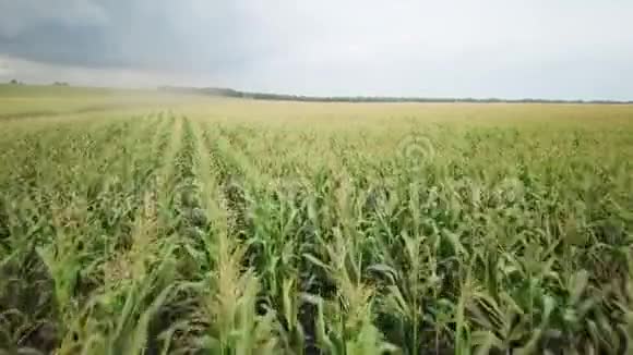 空中镜头在美丽的农田里飞过一片金黄的玉米地视频的预览图