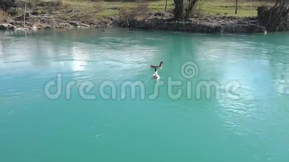山河上的鸭子晶莹剔透的水视频的预览图