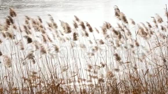 春天沼泽高草在风中摇曳视频的预览图