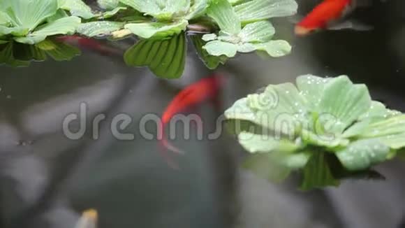 鱼在植物间游泳视频的预览图