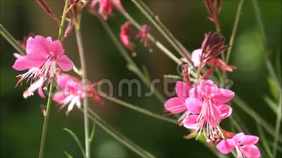 优雅的粉红色野花在风中摇曳视频的预览图
