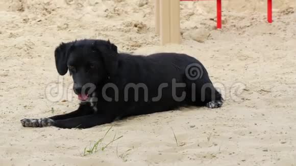 炎热的夏天黑老狗躺在沙滩上视频的预览图