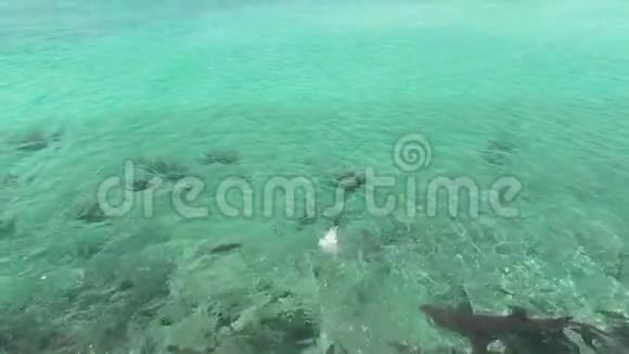 慢动作令人惊叹的大西洋绿松石水巴哈马野生鱼类正在捕猎食物华丽的鲨鱼和食人鱼视频的预览图