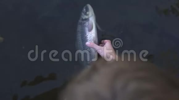 人类从河流中抽取死鱼水污染生态灾难视频的预览图